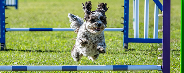 Small black-and-white dog midair jumping an agility hurdle on a sunny grassy field, framed by blue and purple obstacle supports in the foreground. - Zoetis