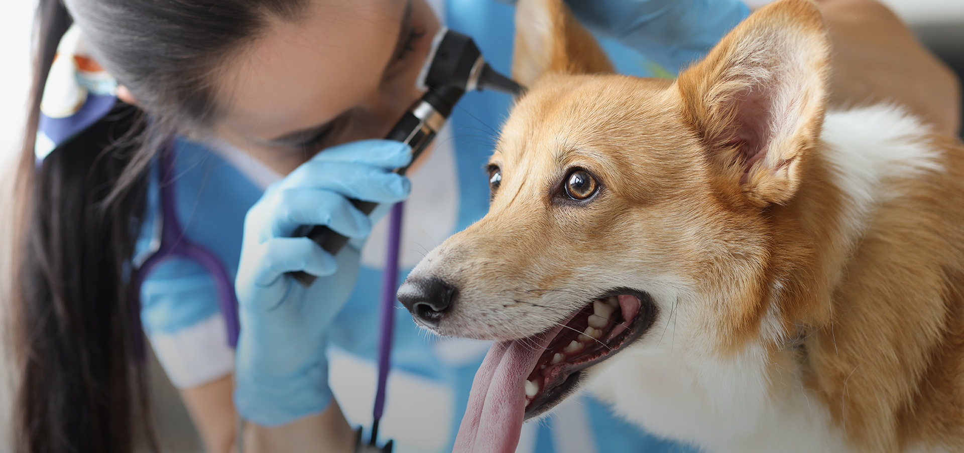Vet examining dog