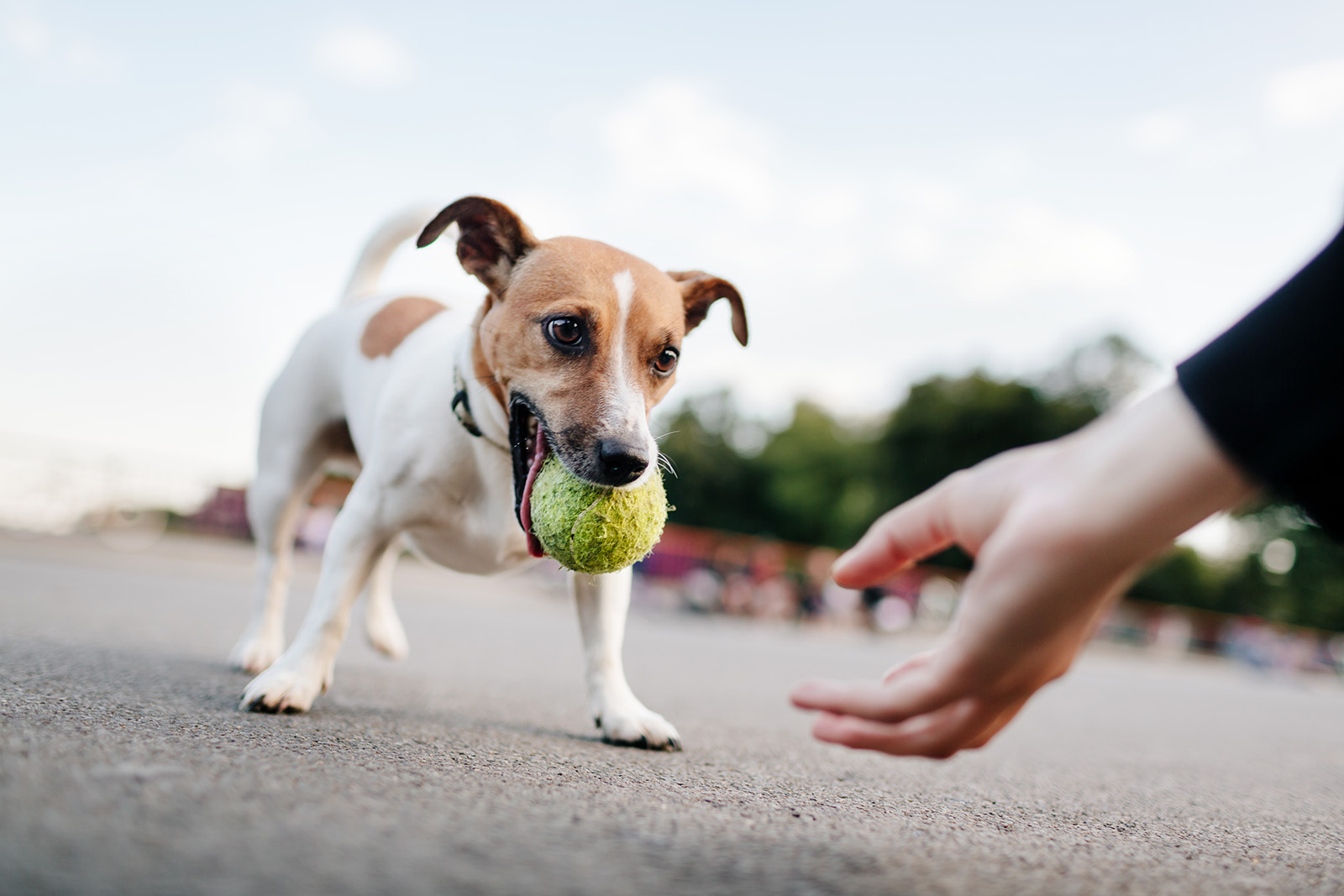 Person playing with a dog with tennis ball