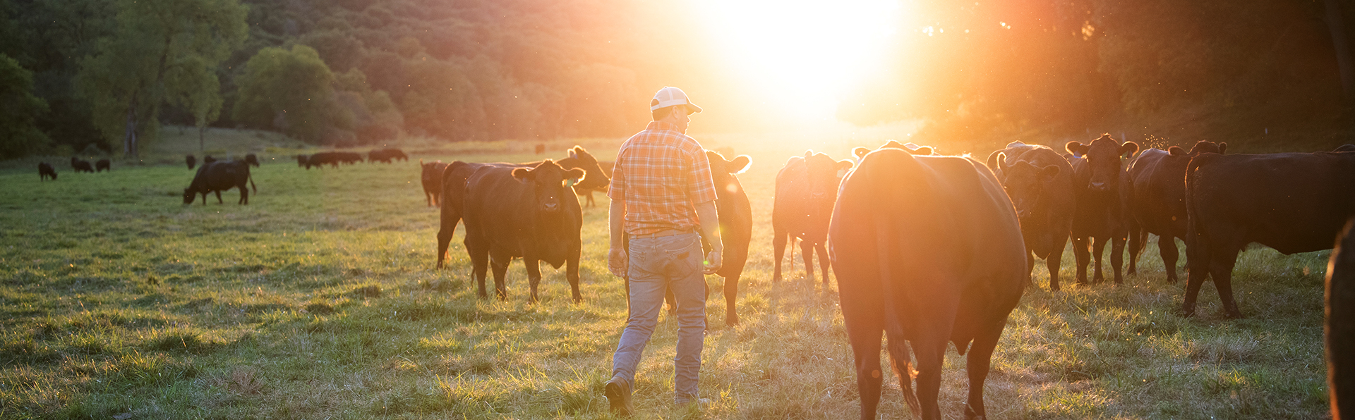 Beef cattle producer walking among herd in meadow at sunset - Zoetis