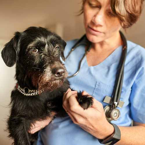 Vet and dog