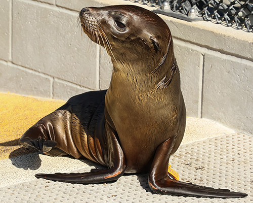 Seal in rehabilitation - Zoetis
