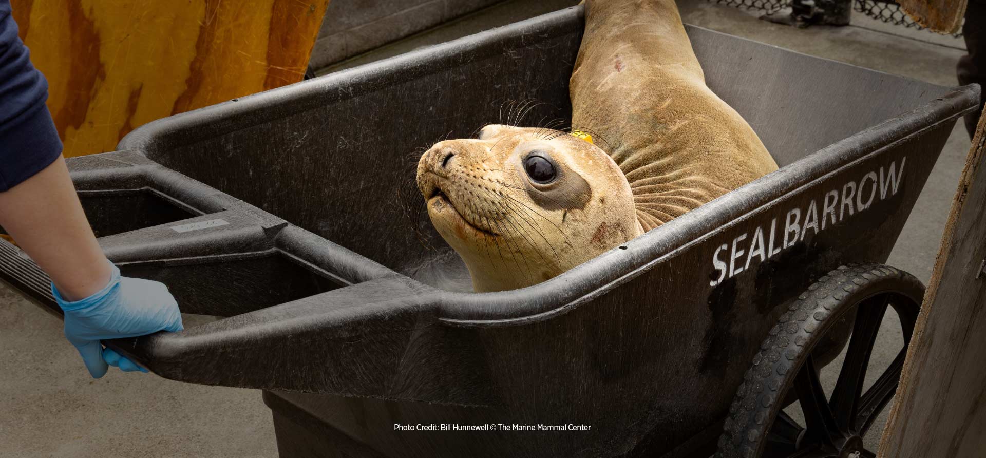 Seal in Cart. Photo Credit: Bill Hunnewell © The Marine Mammal Center - Zoetis