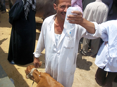 Local farmer receiving veterinary services for his calf 