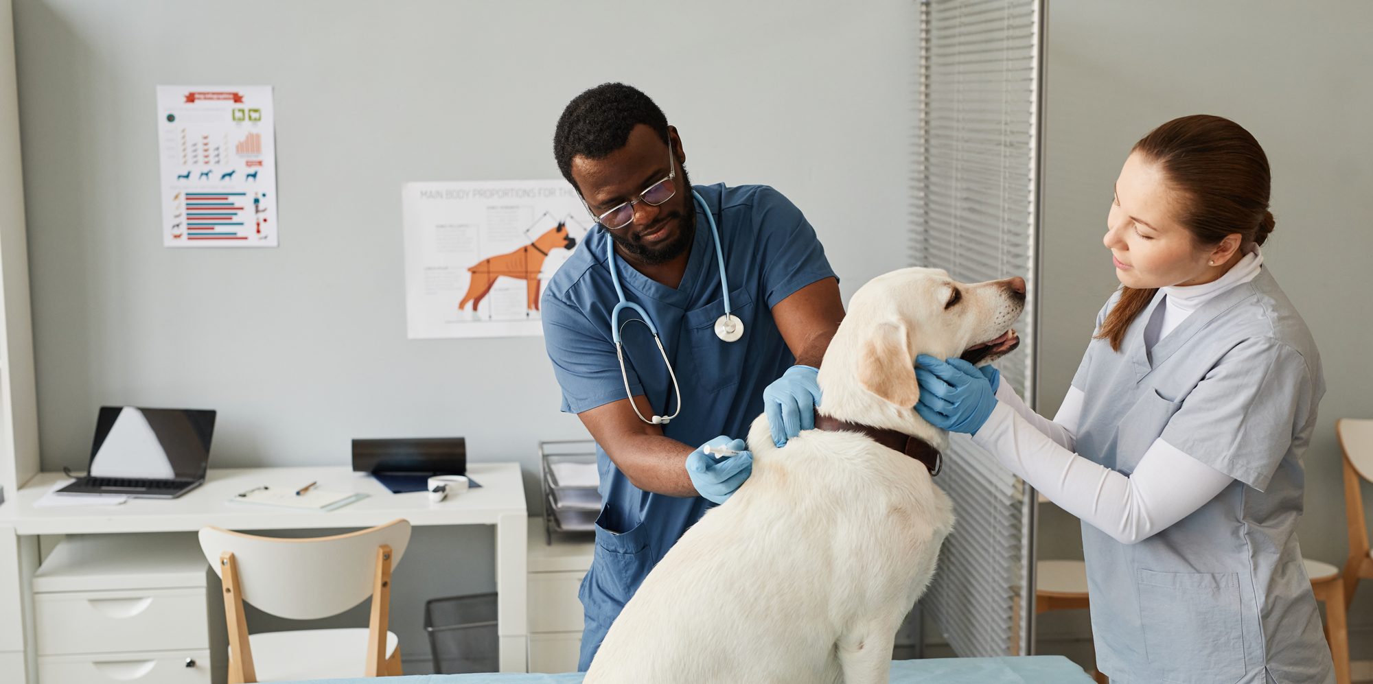 Ensuring a Healthy World by Supporting the Well-being of Those Who Care for  Animals | Zoetis