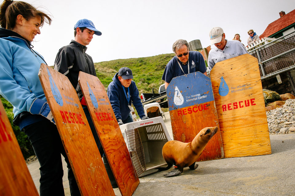 Seal release at Chimney Rock - Zoetis