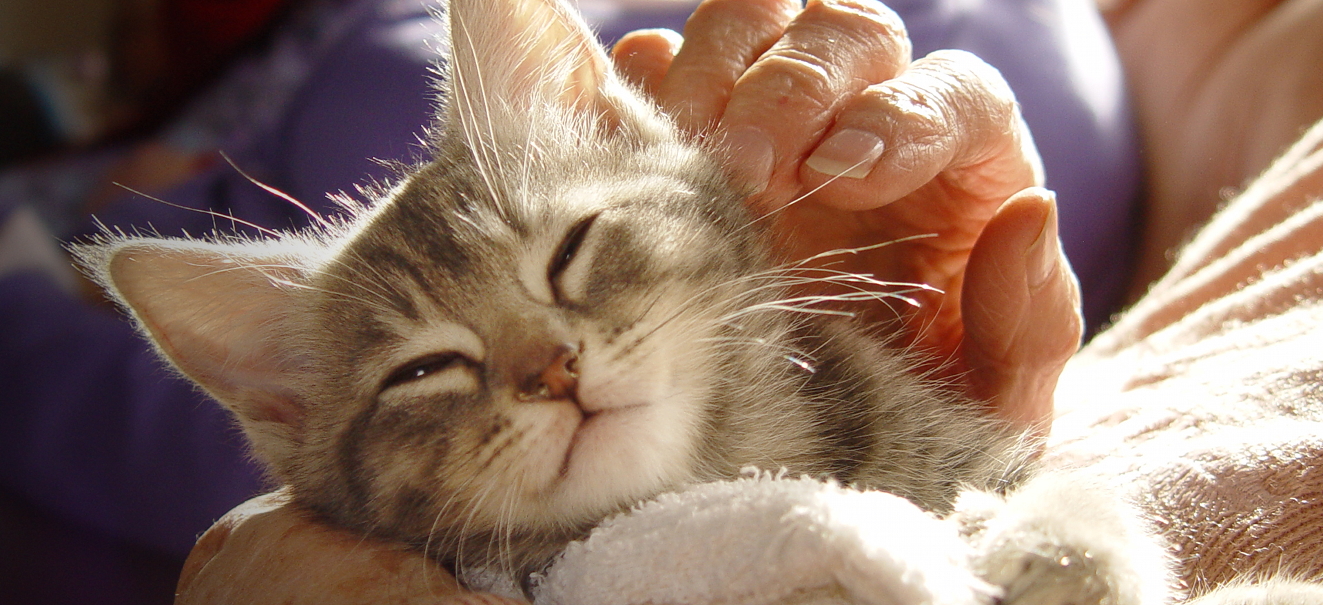 Kitten with senior citizen
