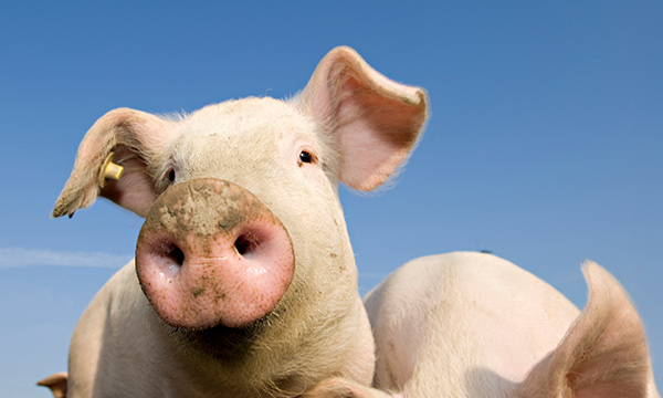 Two pigs in front of blue sky - Zoetis