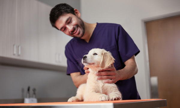 A veterinarian in scrubs gently holds a Labrador puppy on an exam table in a veterinary clinic exam room. – Zoetis