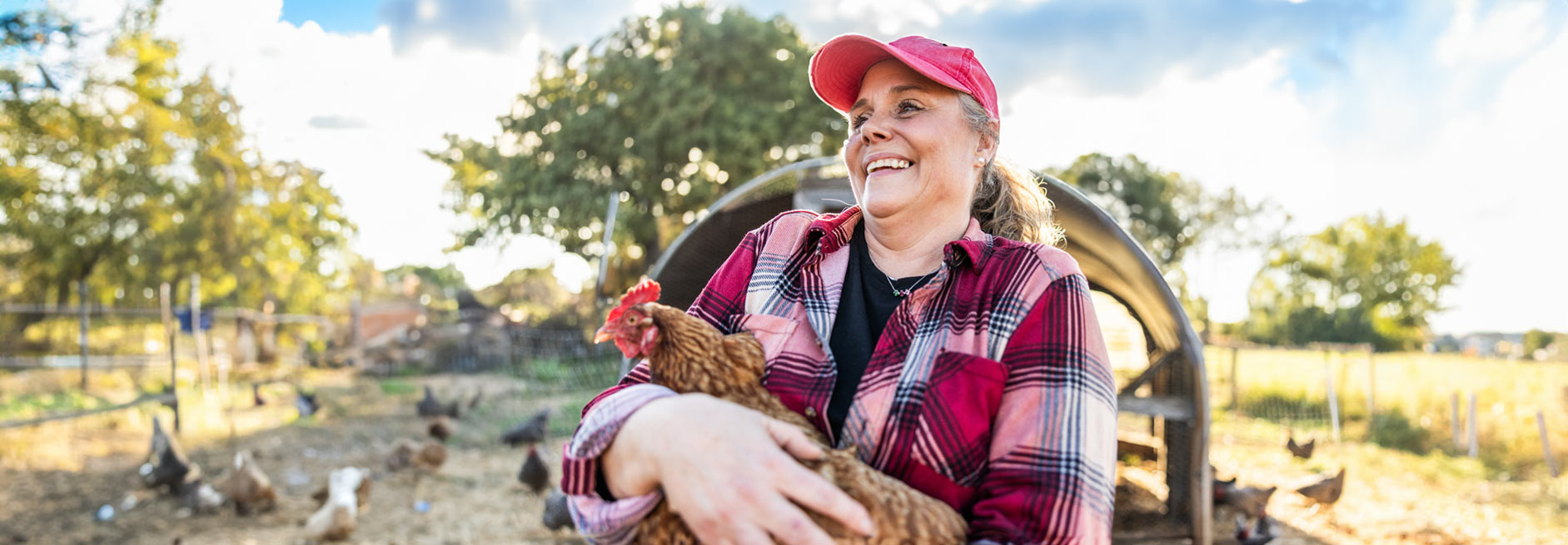 A person in a red cap and red plaid shirt holds a brown chicken in a sunny farmyard, with other chickens in the background. - Zoetis