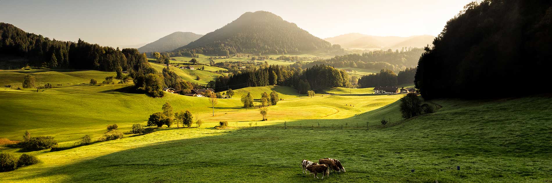 Cattle on open land - Zoetis
