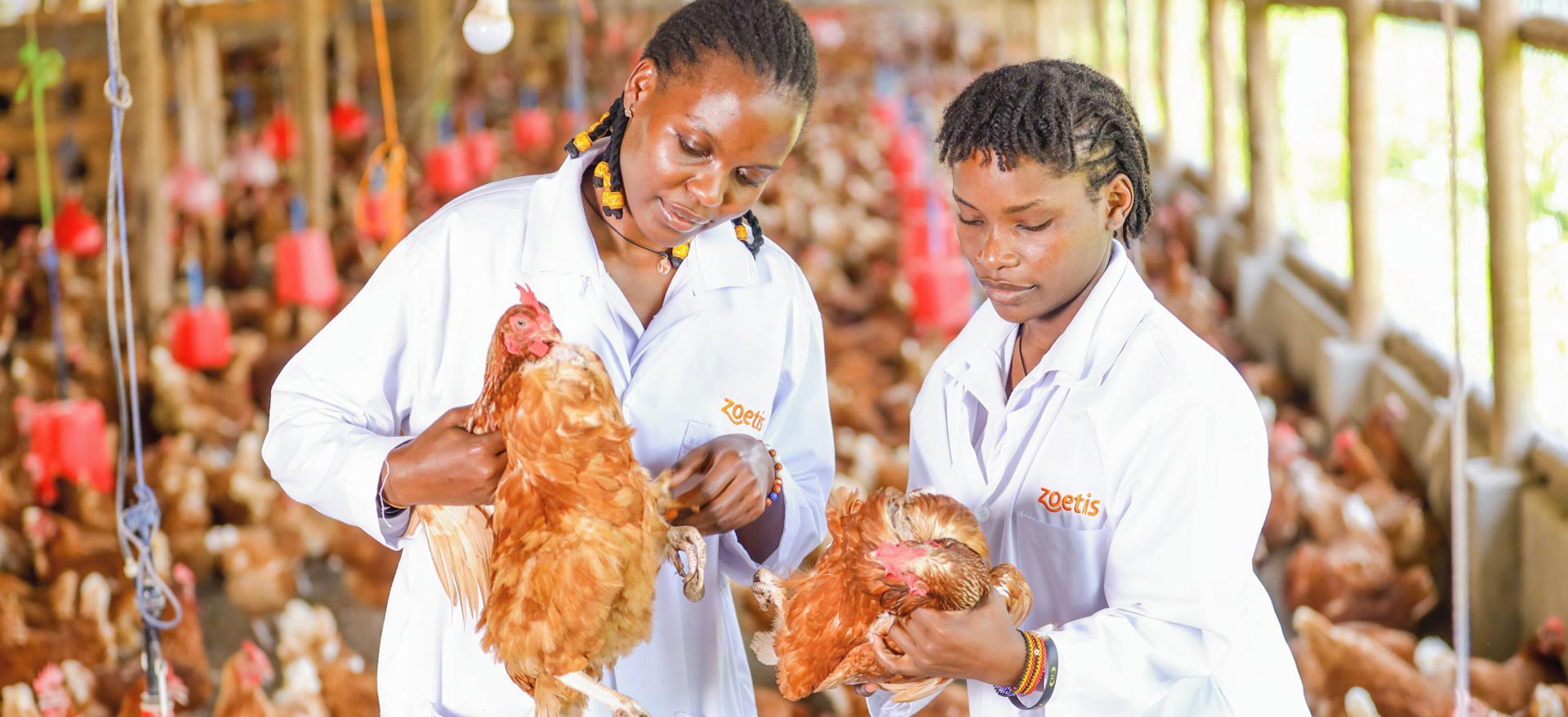 Zoetis colleagues examining chickens - Zoetis