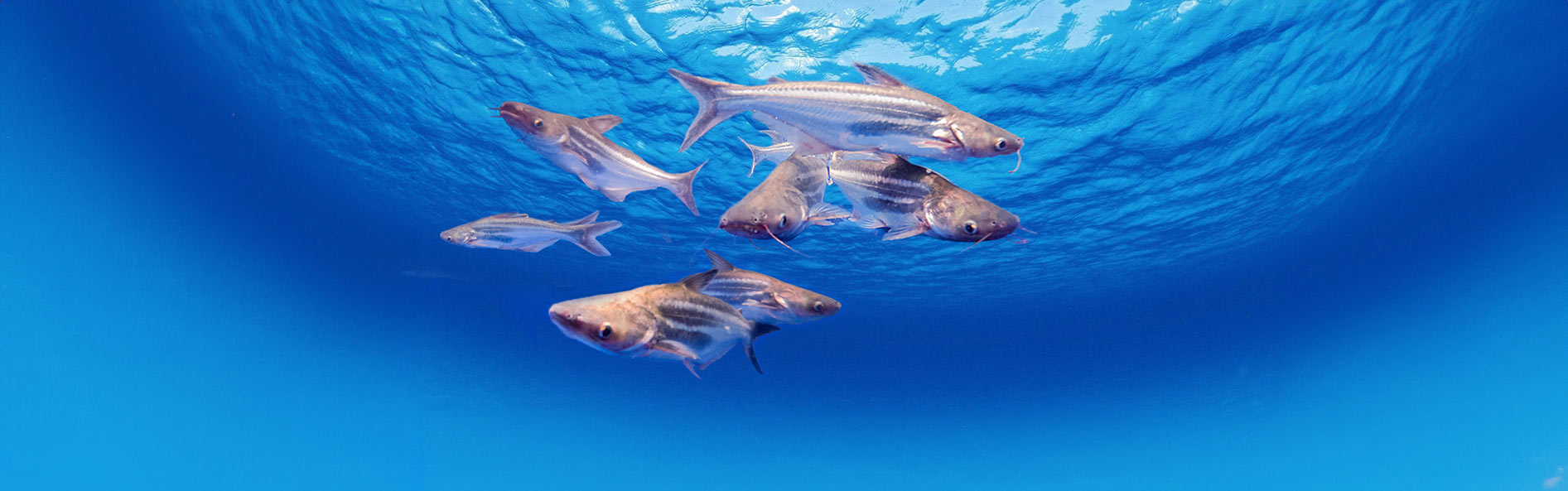 School of Pangasius underwater in clear blue ocean, seen from below near the sunlit surface. - Zoetis