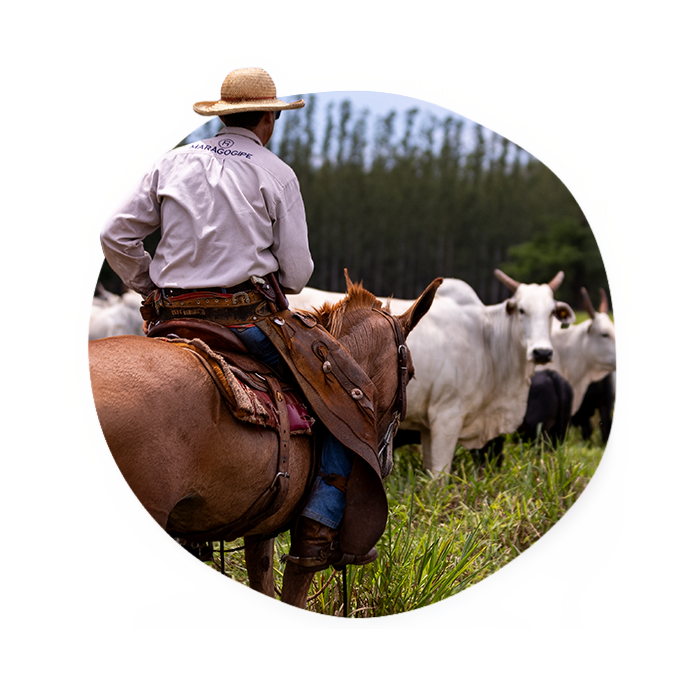 A rancher on horseback watches a herd of Brazilian beef cattle in a grassy field. - Zoetis