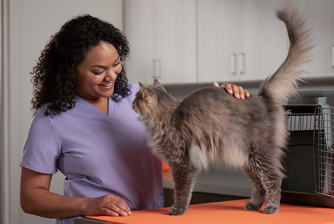 A clinician in purple scrubs gently strokes a long‑haired gray cat standing on an orange exam table. - Zoetis