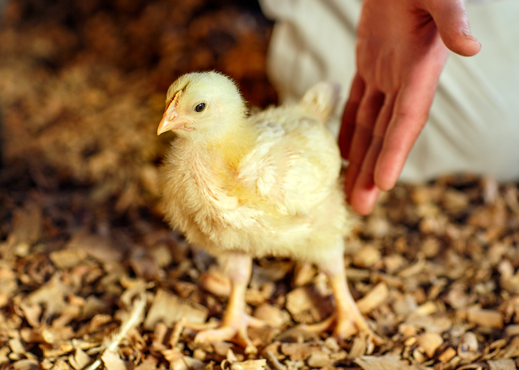 Person tending to baby chick - Zoetis