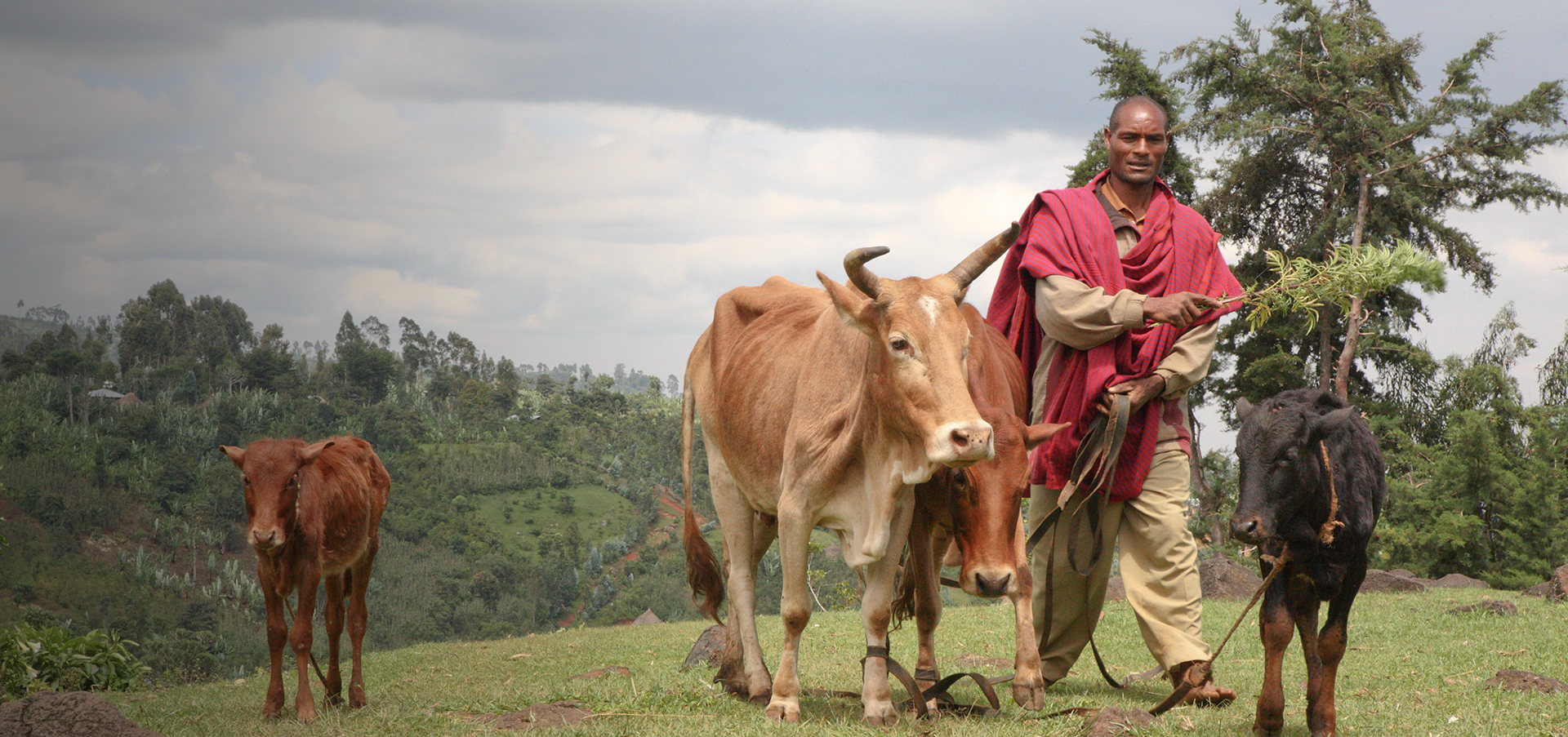 Man walking with cows on farmland - Zoetis