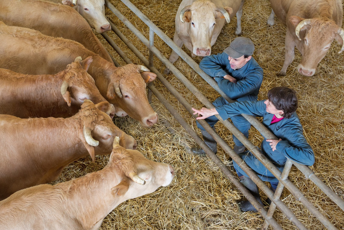 Livestock operators tending to cattle in pen - Zoetis
