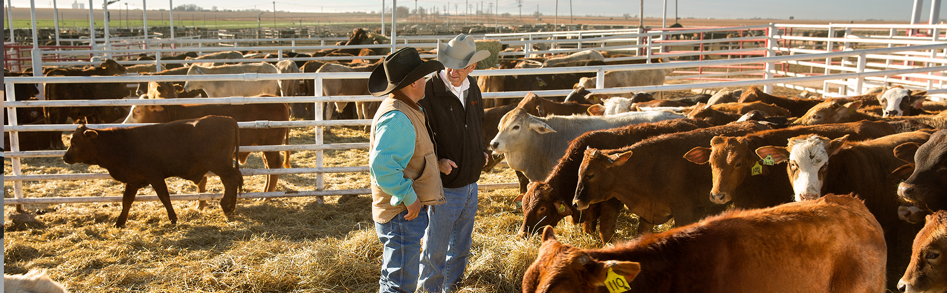 Livestock operators working together in cattle pen - Zoetis