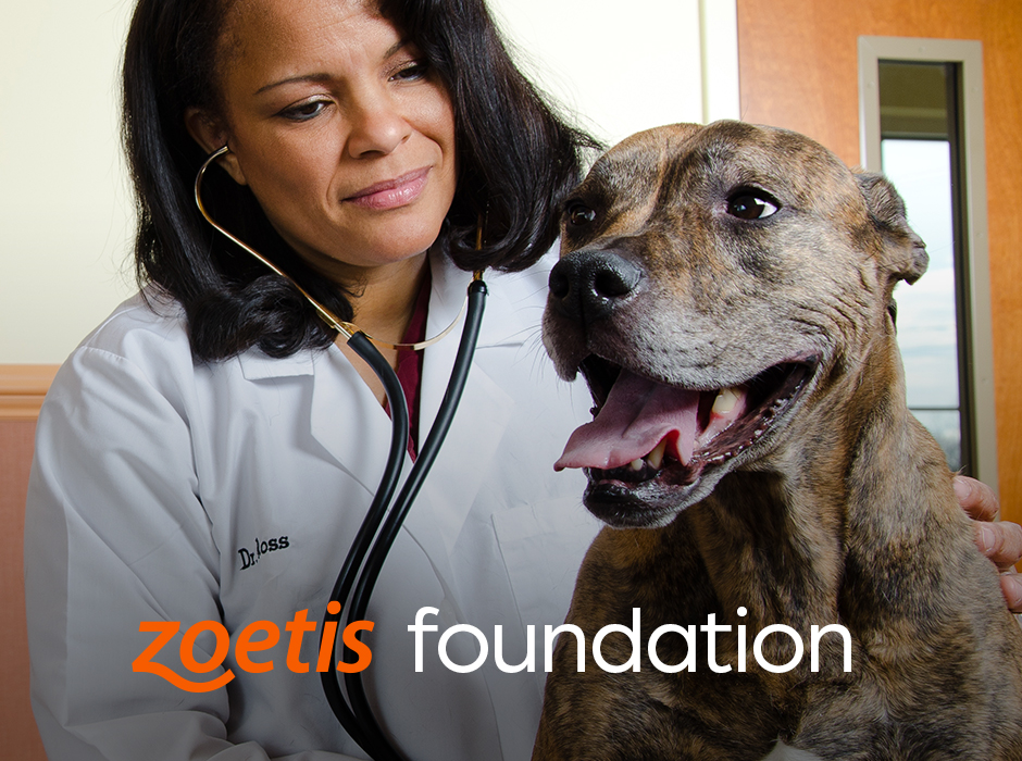 Veterinarian with stethoscope examining dog - Zoetis Foundation