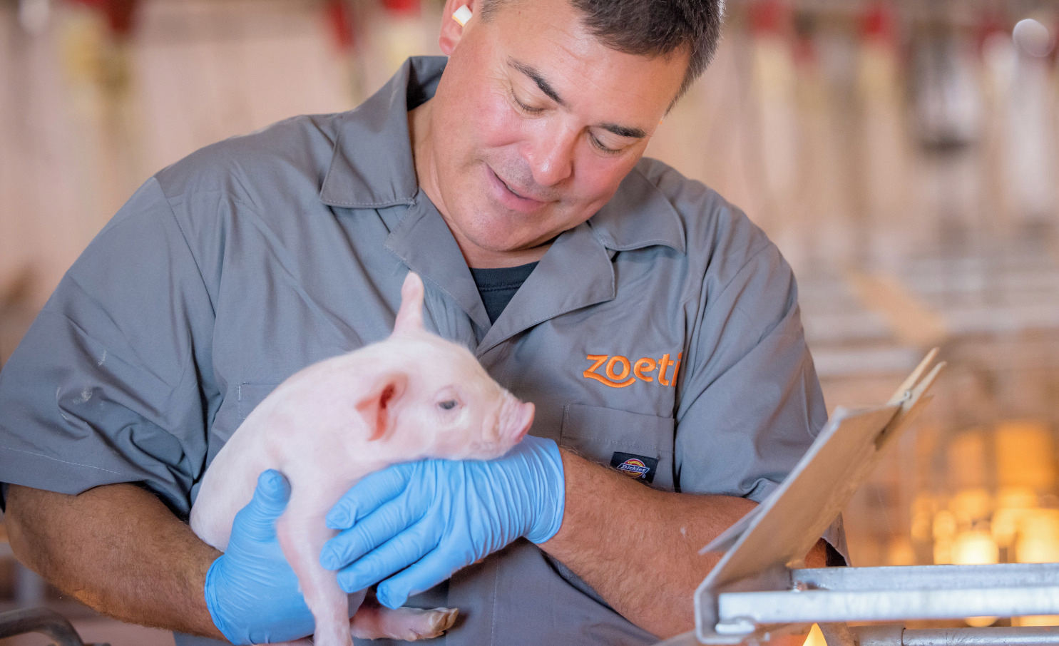 Zoetis employee holding piglet