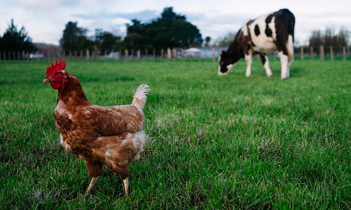 Dairy cow and chicken - Zoetis