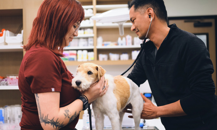 Vet examining dog - Zoetis