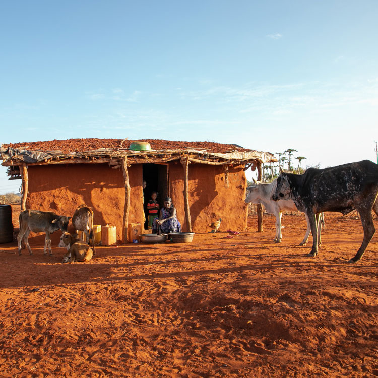 Woman and livestock in Africa - Zoetis