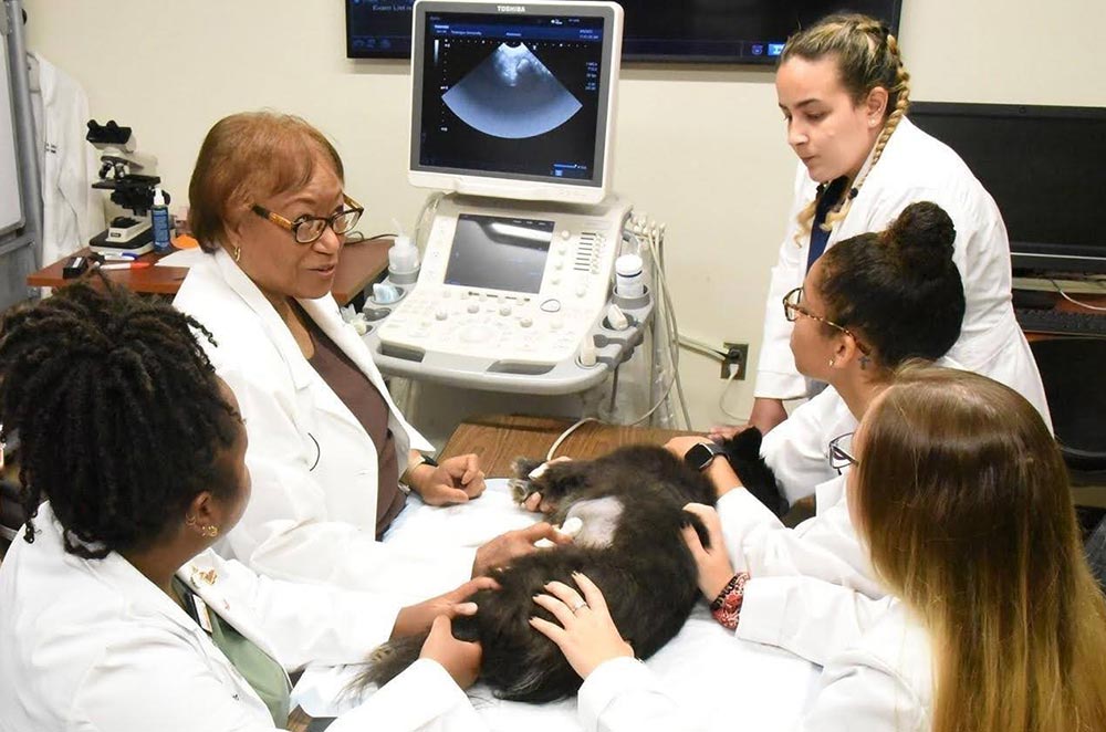 Veterinarian and students examining cat - Zoetis