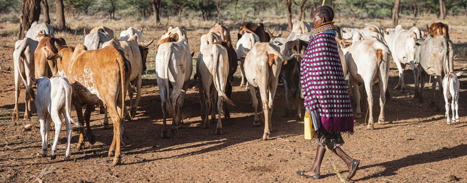 Woman and livestock in Africa - Zoetis