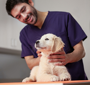 A veterinarian in scrubs gently holds a Labrador puppy on an exam table in a veterinary clinic exam room. – Zoetis