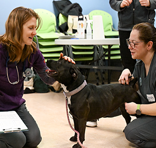 Access to veterinary care: volunteers petting a black dog - Zoetis