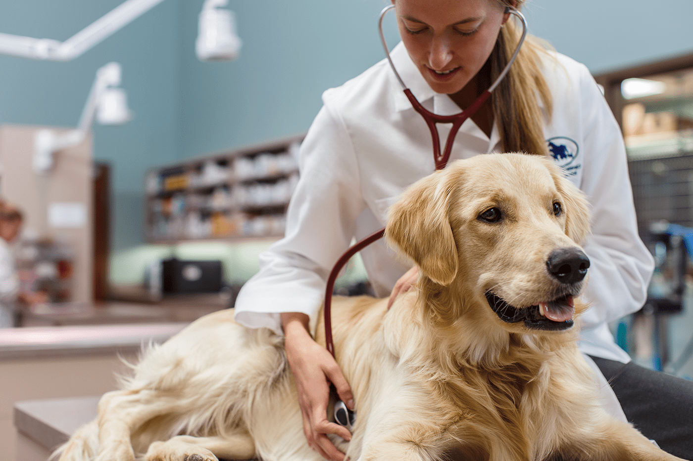 Veterinarian examining dog with stethoscope - Zoetis
