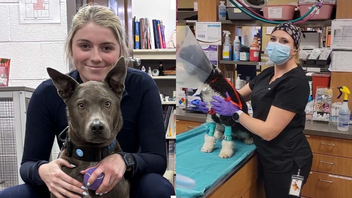 Video featuring two veterinary professionals discussing mental health challenges, compassion fatigue, and scholarship/grant support backed by Zoetis Foundation funding. Zoetis Foundation