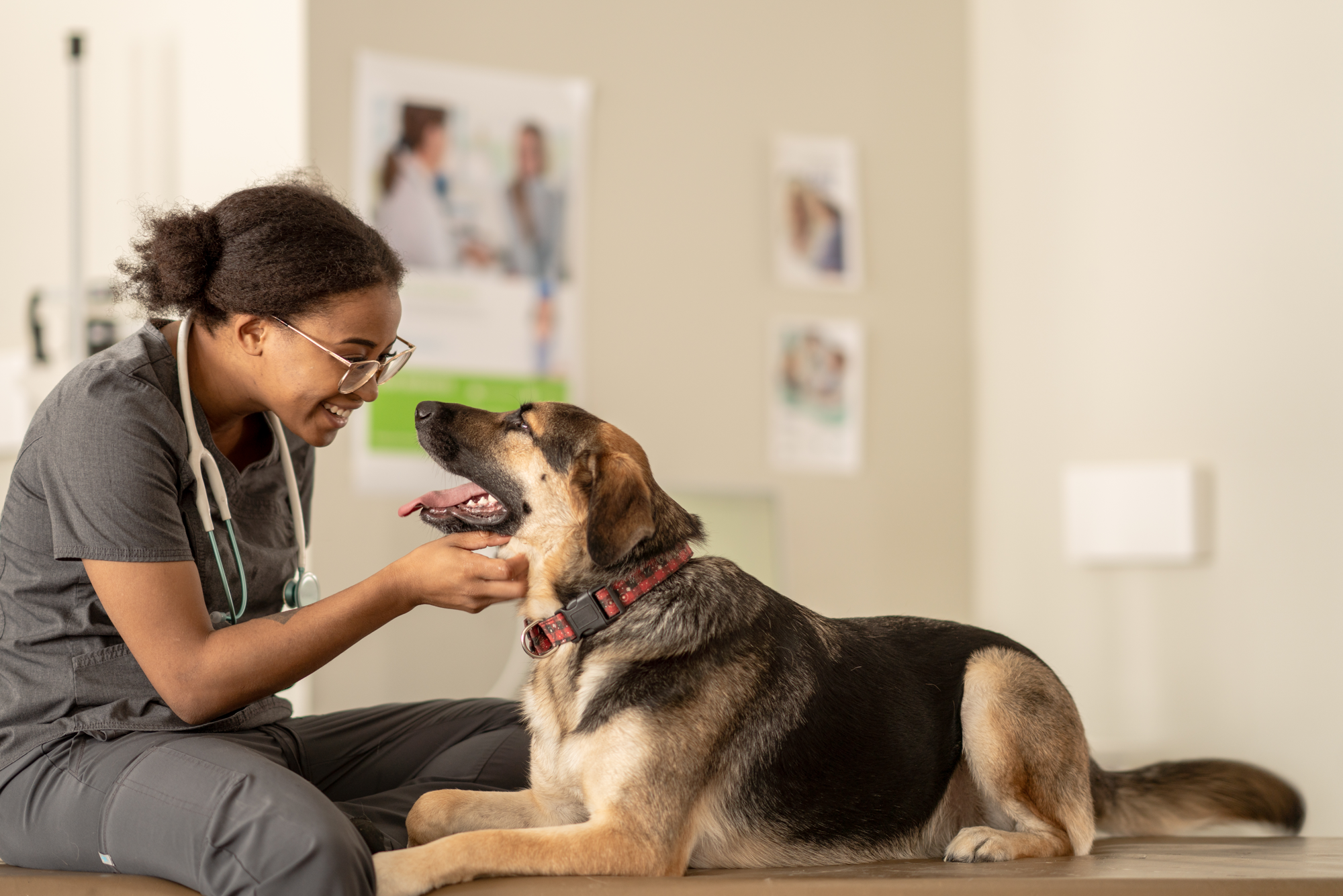 Vet with dog | Zoetis