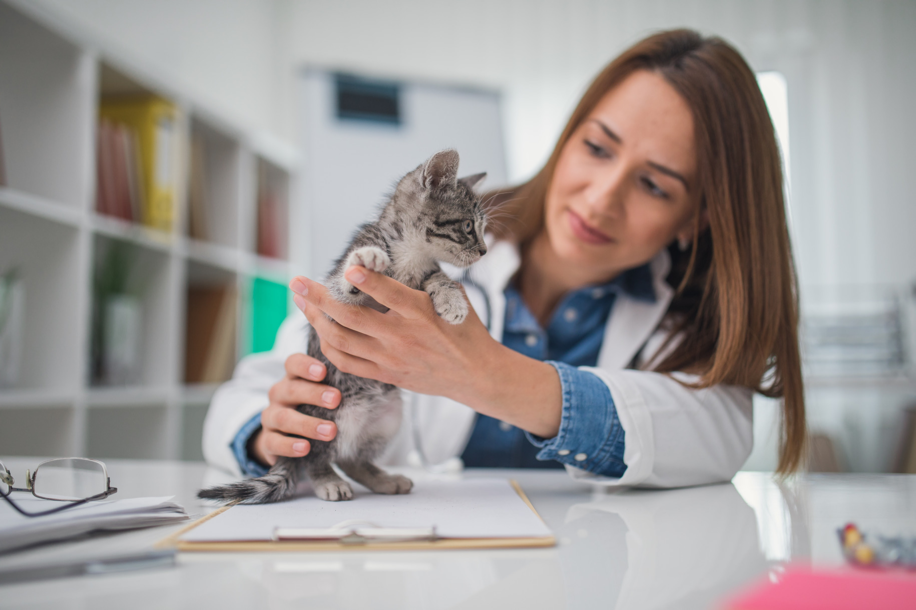 Veterinary professional holding kitten - Zoetis