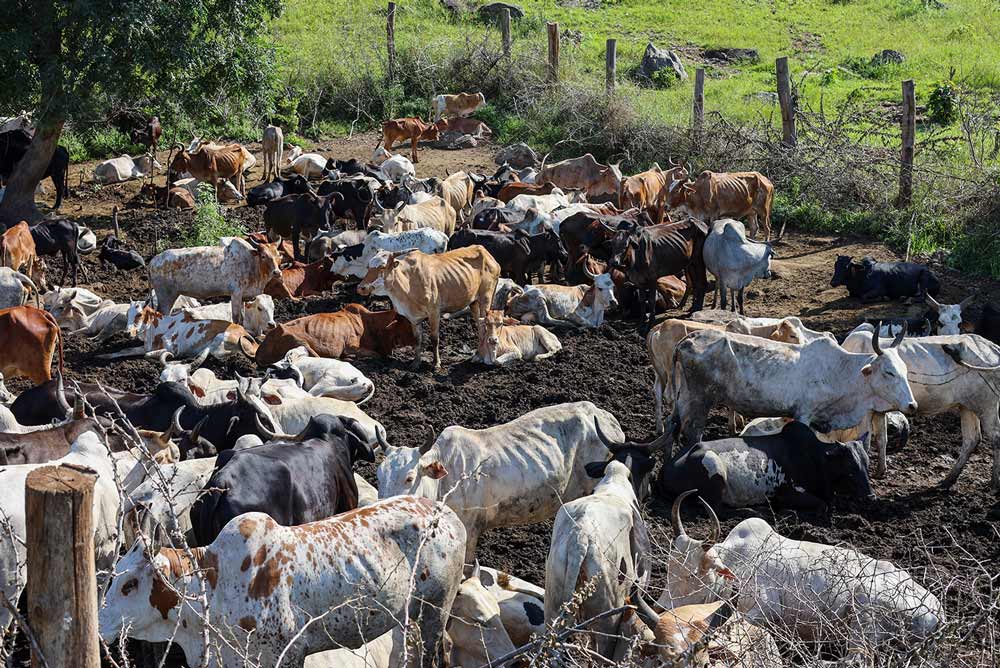 Cattle in Torit County, South Sudan - Zoetis