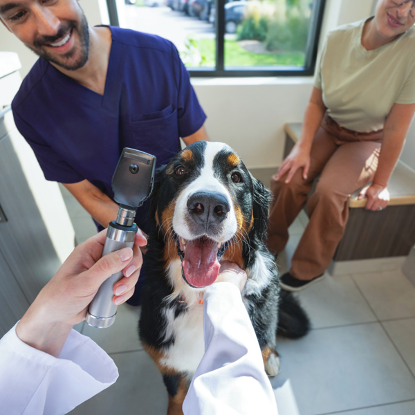 Veterinarian uses a handheld exam light to examine a dog's eyes while the owner watches in a bright clinic room - Zoetis