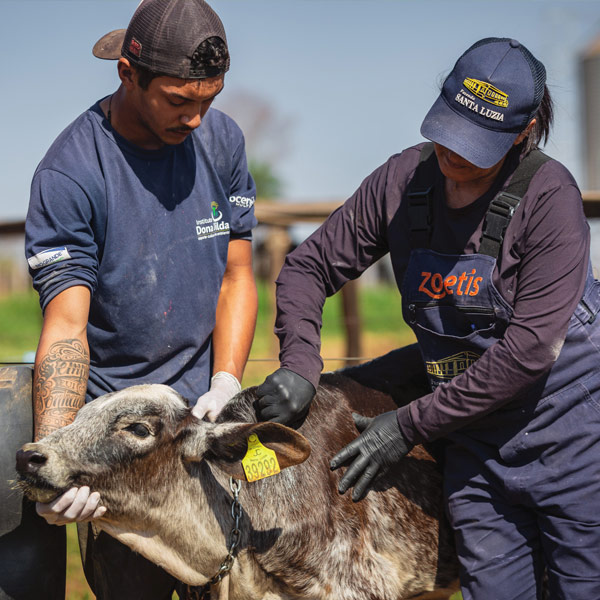 A Zoetis colleague and cattle producer vaccinate a beef calf outside