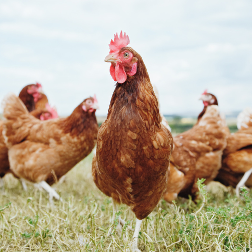 Free-range chickens roaming outside - Zoetis