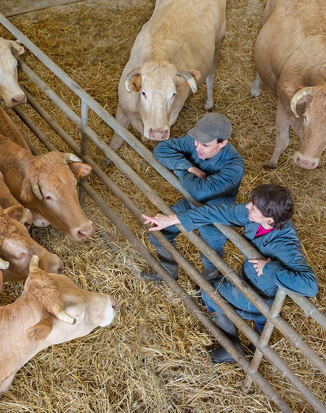 A veterinarian and livestock producer talk and lean on a railing while looking at light-colored beef cattle in a pen deeply bedded with straw - Zoetis