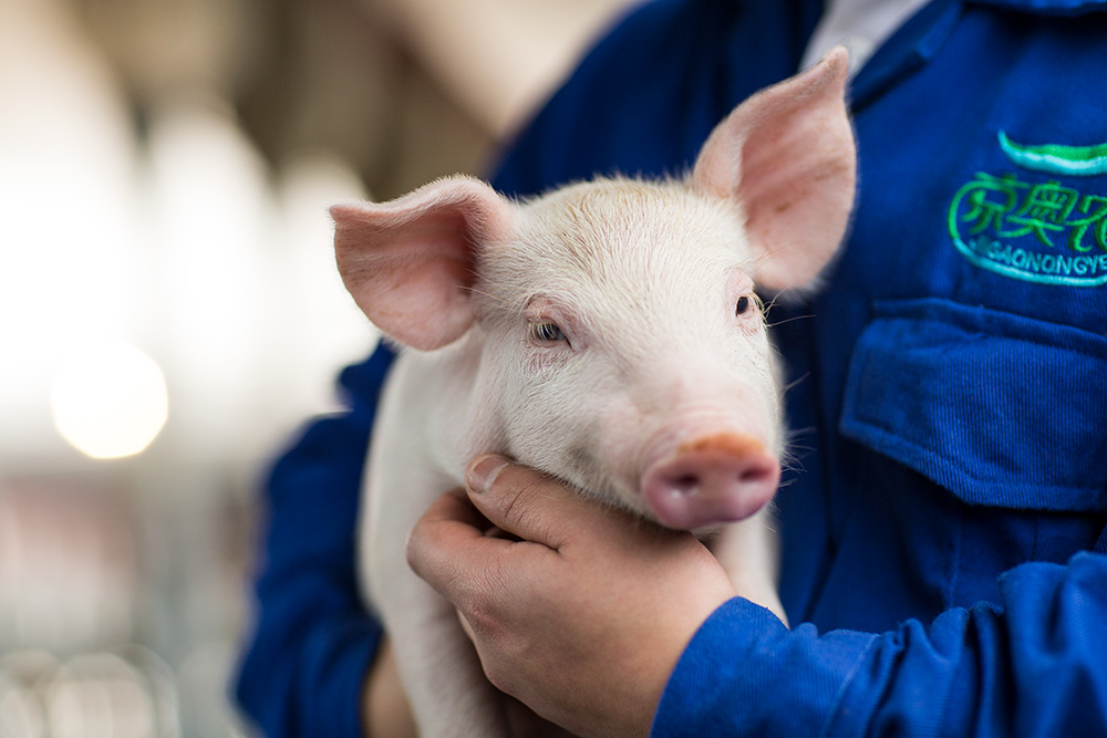 Producer holding a young pig in China - Zoetis