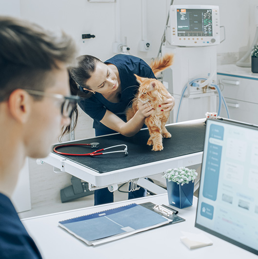 Veterinarian examining cat while person works on computer - Zoetis