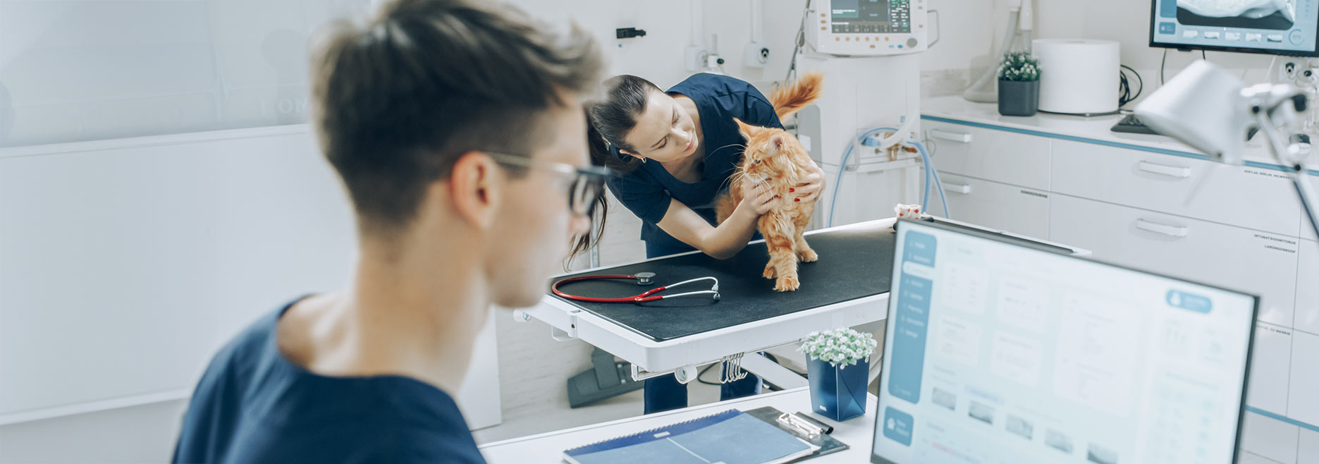 Veterinarian examining a cat while person works on computer - Zoetis