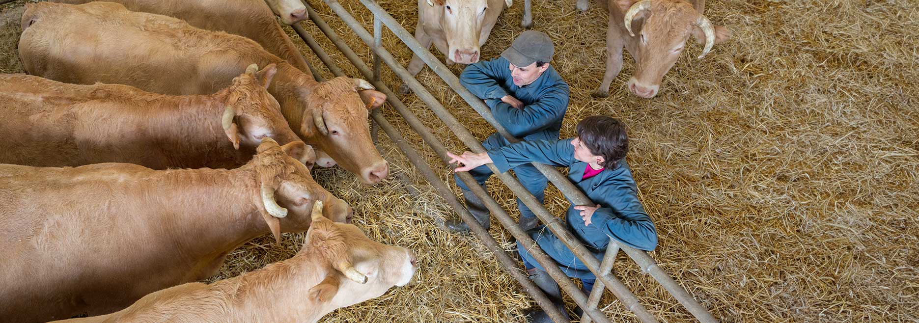 A veterinarian and livestock producer talk and lean on a railing while looking at light-colored beef cattle in a pen deeply bedded with straw - Zoetis