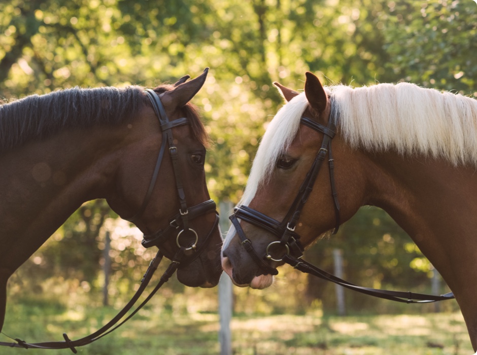 Two horses face to face - Zoetis