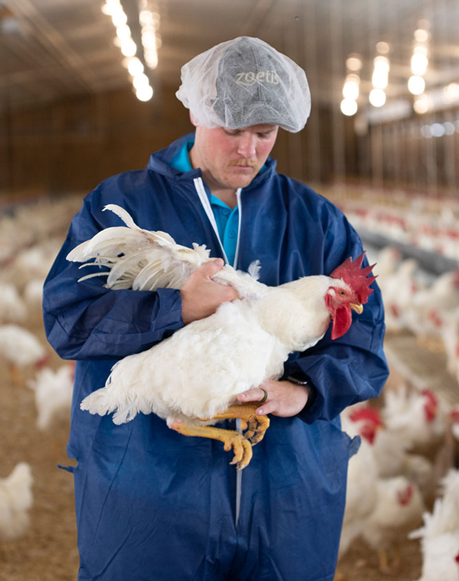 Zoetis colleague examining white chicken