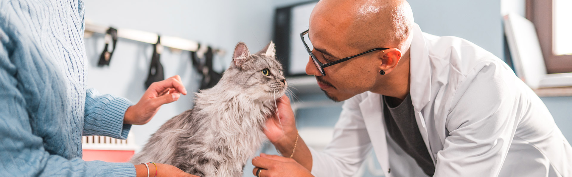Vetenarian examining cat - Zoetis